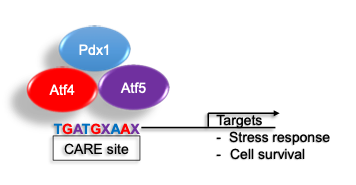 Pdx1/Atf4/Atf5 binding