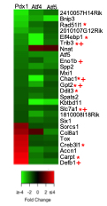 Pdx1/Atf4/Atf5 heat map for differentially expressed genes