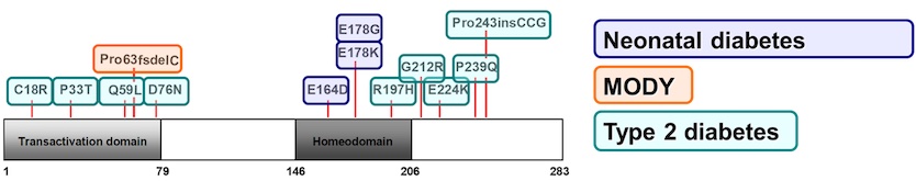PDX1 mutations of interest