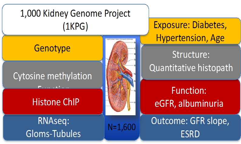 1000 kidney genome project