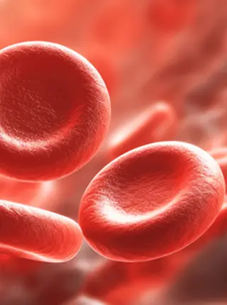 New Mouse Models Help Find Gene Therapy for Severe Alpha Thalassemia