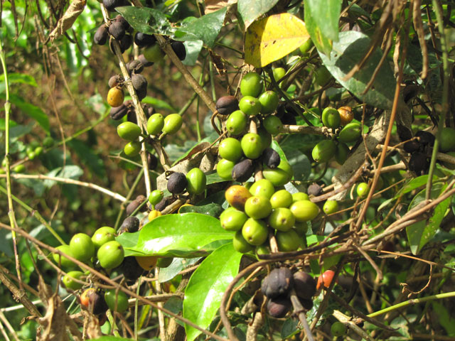 Coffee growing