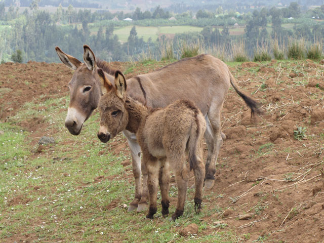 Donkeys