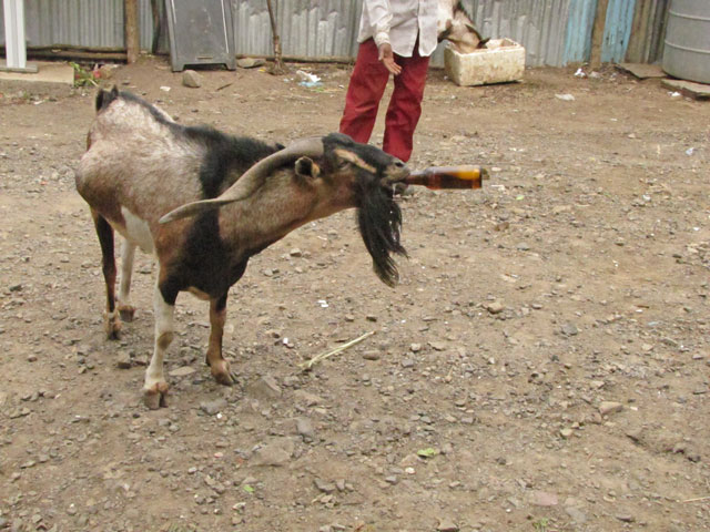 Goat drinking