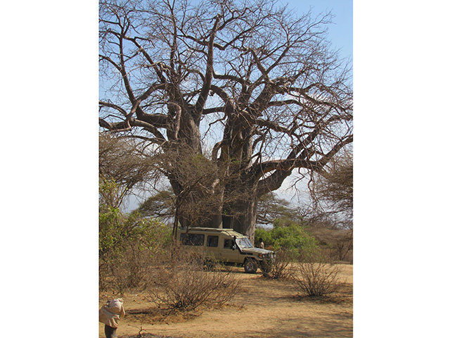 big tree and truck