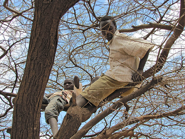 in the trees