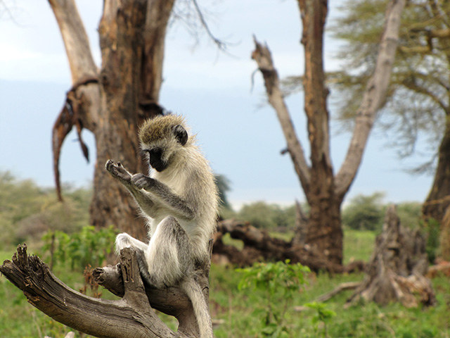 monkey in a tree