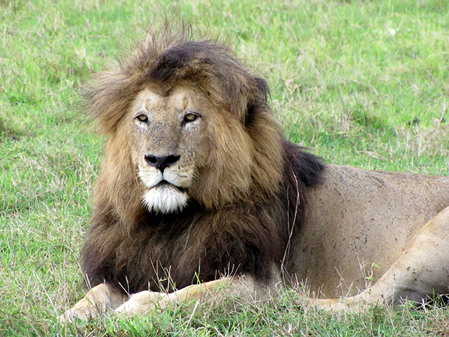 lion