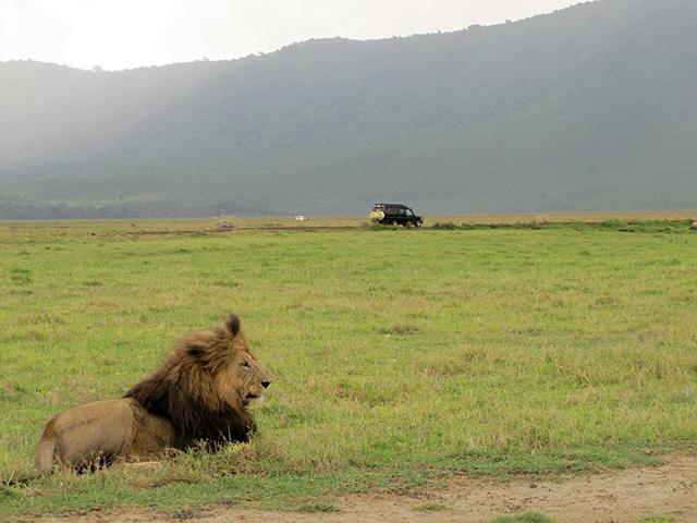 lion on the plain