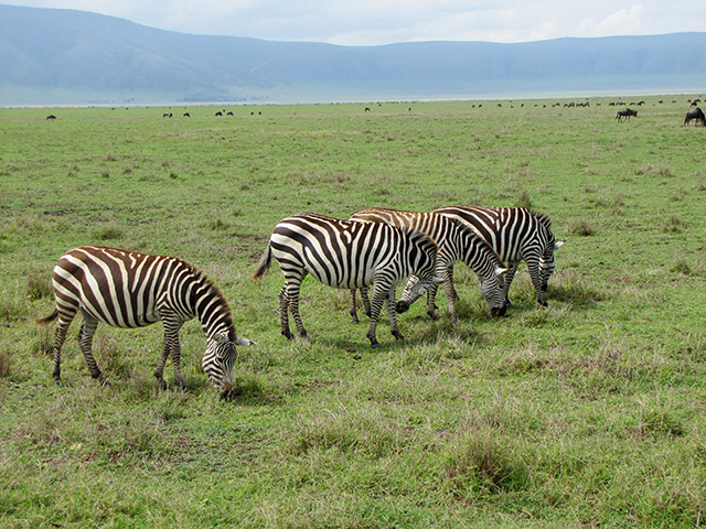 zebras