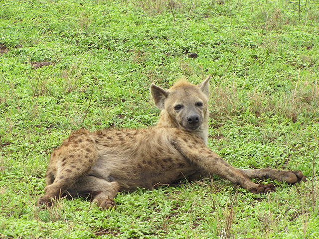 hyena