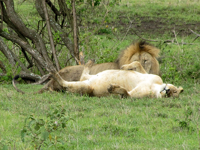 lions relaxing