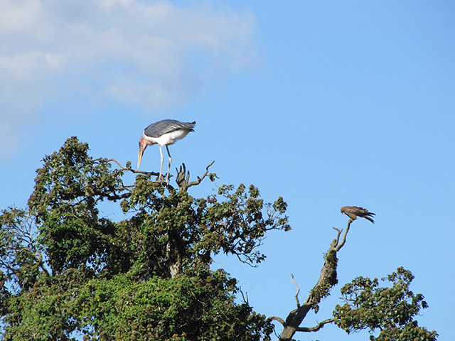 birds in trees