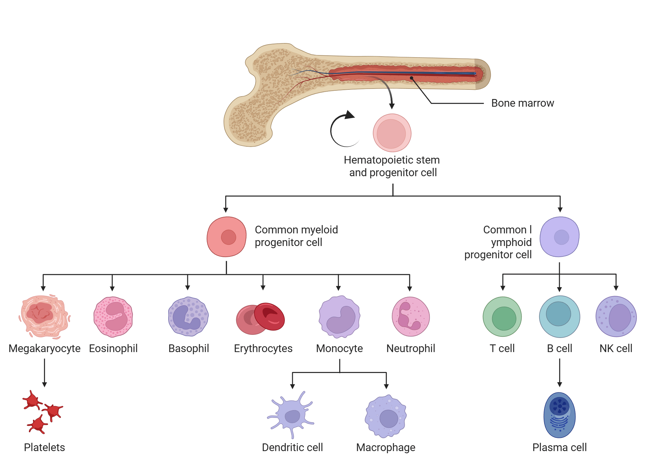 Diagram showing hematopoietic stem cells in bone marrow differentiating into myeloid and lymphoid lineages, leading to various blood cell types. Full description: https://www.med.upenn.edu/tong-lab/hematopoietic-stem-cell-differentiation-pathways