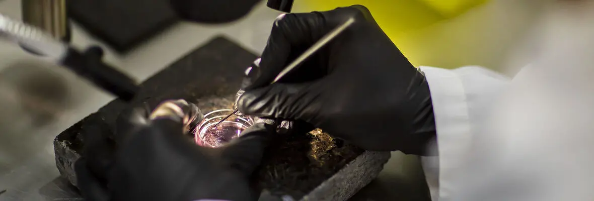 A scientist manipulates a petri dish under a microscope