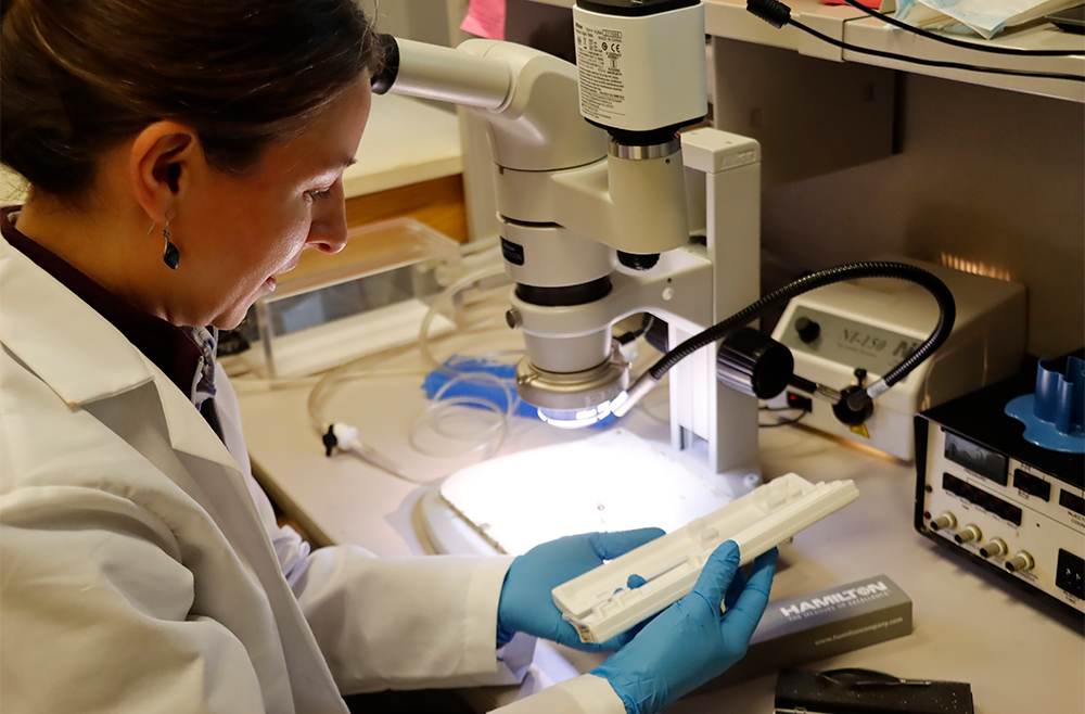 Dr. Kathering Uyhazi, principal investigator of Uyhazi Lab, gazes into a microscope within her lab at the F. M. Kirby Center for Molecular Ophthalmology.