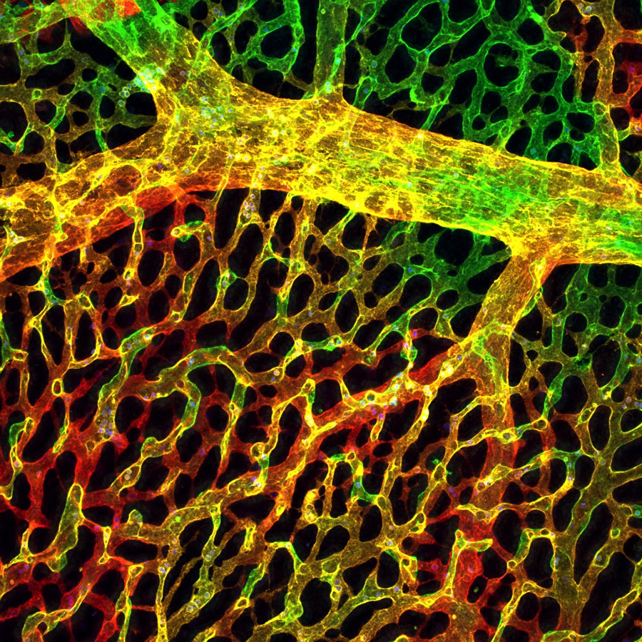 Z-projection of the yolk sac vasculature at embryonic day 10.5