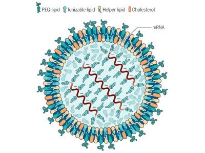 Better fat bubbles could power a new generation of mRNA vaccines