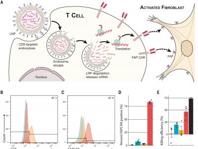 CAR T cells produced in vivo to treat cardiac injury