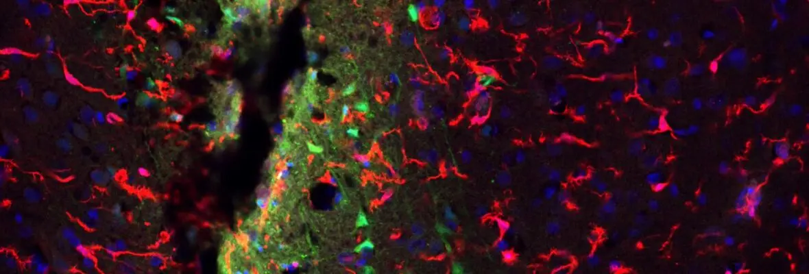 Examining a close up of cells to observe their regenerating habits.